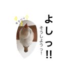 文鳥モモスタンプ（個別スタンプ：1）