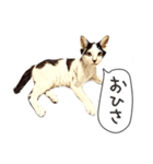 猫氏らの日常【シーズン1】（個別スタンプ：1）