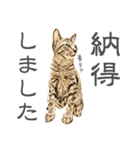 猫氏らの日常【シーズン1】（個別スタンプ：10）