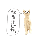 猫氏らの日常【シーズン1】（個別スタンプ：11）