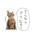 猫氏らの日常【シーズン1】（個別スタンプ：24）