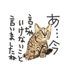 猫氏らの日常【シーズン1】（個別スタンプ：25）