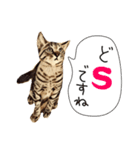 猫氏らの日常【シーズン1】（個別スタンプ：27）