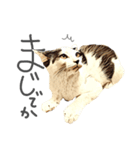 猫氏らの日常【シーズン1】（個別スタンプ：32）