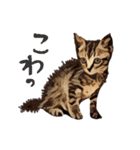 猫氏らの日常【シーズン1】（個別スタンプ：34）