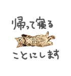 猫氏らの日常【シーズン1】（個別スタンプ：40）
