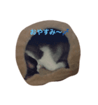 サト猫（個別スタンプ：1）
