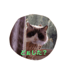 サト猫（個別スタンプ：4）