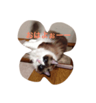 サト猫（個別スタンプ：8）