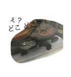exoticSticker（個別スタンプ：3）