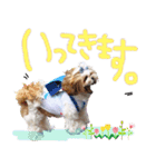 シーズー ＠日常（個別スタンプ：3）