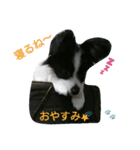 子犬のパピヨン犬(白黒)（個別スタンプ：12）