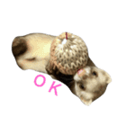 フェレットのパンちゃん（個別スタンプ：1）