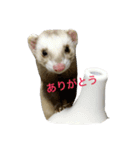フェレットのパンちゃん（個別スタンプ：3）