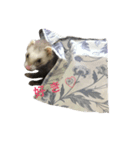 フェレットのパンちゃん（個別スタンプ：5）