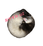 フェレットのパンちゃん（個別スタンプ：8）