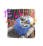 大好きインコ！（個別スタンプ：3）