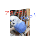 大好きインコ！（個別スタンプ：4）