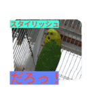 大好きインコ！（個別スタンプ：5）