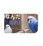 大好きインコ！（個別スタンプ：6）