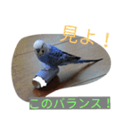 大好きインコ！（個別スタンプ：9）