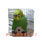 大好きインコ！（個別スタンプ：12）