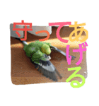 大好きインコ！（個別スタンプ：13）