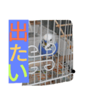 大好きインコ！（個別スタンプ：16）