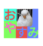 大好きインコ！（個別スタンプ：19）