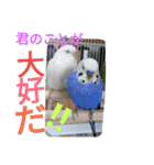 大好きインコ！（個別スタンプ：22）