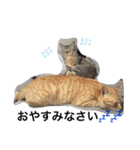 ねこねこねこの2（個別スタンプ：10）