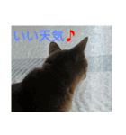家の猫生活（個別スタンプ：16）