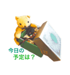 うちのくまのすたんぷ（個別スタンプ：34）