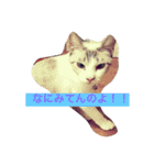 猫ちゃん♥（個別スタンプ：1）