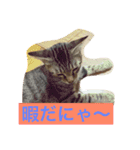 猫ちゃん♥（個別スタンプ：4）