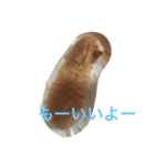 猫ちゃん♥（個別スタンプ：11）