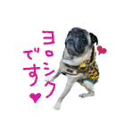パグの銀さん（個別スタンプ：10）