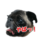 パグの銀さん（個別スタンプ：14）