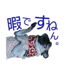 パグの銀さん（個別スタンプ：37）