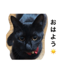 黒猫のレイちゃん（個別スタンプ：2）