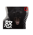黒猫のレイちゃん（個別スタンプ：5）