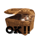 毎日のゆるかわにゃん。（個別スタンプ：1）