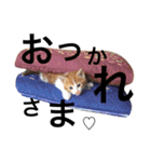 毎日のゆるかわにゃん。（個別スタンプ：7）