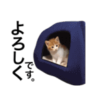 毎日のゆるかわにゃん。（個別スタンプ：10）