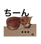 毎日のゆるかわにゃん。（個別スタンプ：15）