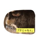スキニーギニアピッグのささみさん。（個別スタンプ：2）