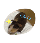 スキニーギニアピッグのささみさん。（個別スタンプ：3）