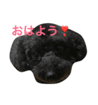 黒プー ロイと妹にゃんず（個別スタンプ：1）