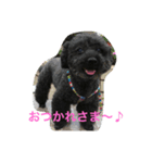 黒プー ロイと妹にゃんず（個別スタンプ：2）