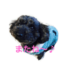 黒プー ロイと妹にゃんず（個別スタンプ：3）